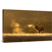 Frosty Morning Bull Elk-Canvas Art-36"x24.12"