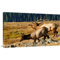 Returning to the Forest-Canvas Art-36"x22.32"