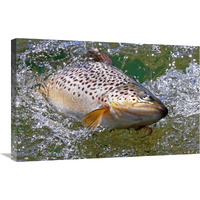 Hooked Brown Trout-Canvas Art-30"x19.5"