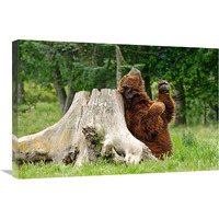 Kodiak Brown Bear Scratching-Canvas Art-30"x20.1"