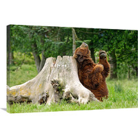 Kodiak Brown Bear Scratching-Canvas Art-36"x24.12"