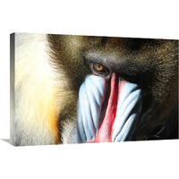 Male Mandral-Canvas Art-30"x20.1"