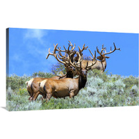The Mens Club-Canvas Art-40"x24.8"