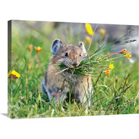 Pika-Canvas Art-30"x22.5"