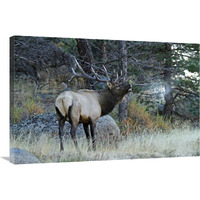 Seeing His Breath-Canvas Art-36"x24.12"