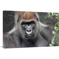 Undisputed King-Canvas Art-36"x24.12"