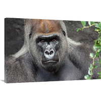 Undisputed King-Canvas Art-40"x26.8"