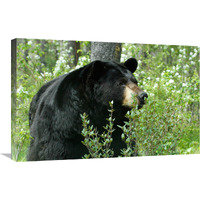 Spring Time in Bear Country-Canvas Art-30"x19.5"