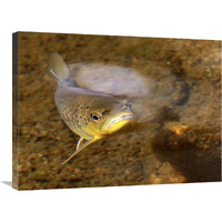 Behind You-Canvas Art-30"x22.5"