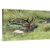 The Mud Bath-Canvas Art-40"x26.8"