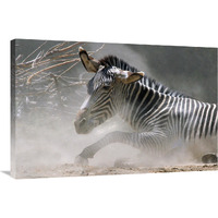 Zebra in the Dust-Canvas Art-36"x24.12"