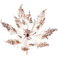 16" x 22" Champagne Velvet Poinsettia Pk