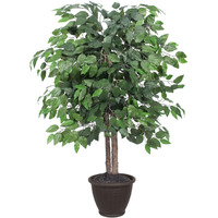 4' Ficus Bush in Brown Plastic Pot