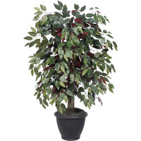 4' Capensia Bush in Gray Plastic Pot