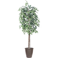 6' Variegated Ficus Tree Rnd Brown Cont