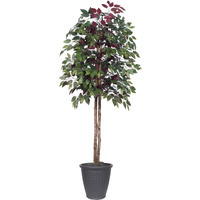 6' Capensia tree Round Gray Container