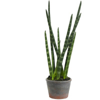 Vickerman 17" Green Tiger Tail Plant in Paper Pot - FE181801