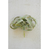 EXTRA LARGE TILLANDSIA PLANT