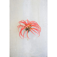 FLOCKING RED AIR PLANT