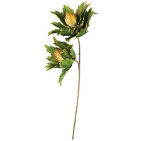 BOTANICA #3167