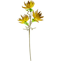 BOTANICA #3251