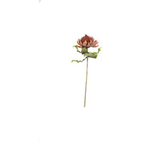 BOTANICA #2422