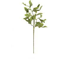 BOTANICA #2425