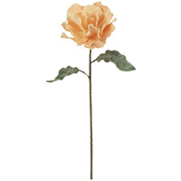 BOTANICA #2661