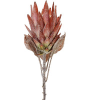 Orange Protea Flower Stem (Set of 2)