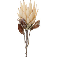 Beige Protea Flower Stem (Set of 2)