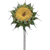 Yellow Sunflower Stem (Set of 6)