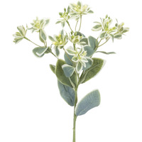 Euphorbia Floral Stem (Set of 6)