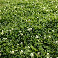 Outsidepride White Dutch Clover Seed For Erosion Control, Ground Cover, Lawn Alternative, Pasture, Forage, & More - 10 Lbs