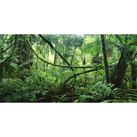 Bns Reptile Habitat, Terrarium Background, Deep In The Jungle - Various Sizes (12""X36"")