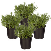 Live Aromatic And Edible Herb - Lavender (4 Per Pack), Natural Sleep Enhancer, 6 Tall By 4 Wide In 1 Pint Pot