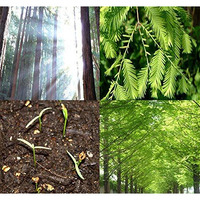 Big Pack - (1,000) Dawn Redwood Tree Seeds - Metasequoia Glyptostroboides - By Myseeds.Co (Big Pack - Dawn Redwood)