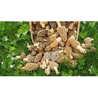 Morel Mushroom Spores In Sawdust Garden Seed Spore Kit From Wv 5 Gallon Kit