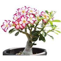 Colibyou Desert Rose