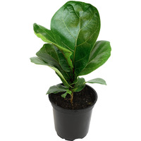 Ficus Lyrata Fiddle Leaf Fig Plant, House Plants Indoors Live Ficus Tree Live Plant, Fig Trees Live Plants Indoor Plants Live Houseplants Fig Plants Live In Planter Pot In Soil Mix By Plants For Pets