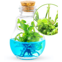 Venus Fly Trap, Grow Your Own Venus Flytrap In A 100% Self Sustaining Glass Terrarium, Maintenance Free, Easy To Grow, Healthy Growth Guarantee