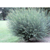 2 Basket Willow Bush Cuttings -Salix Purpurea - Prized For Branches To Make Willow Baskets - A Short Thick Shrub Makes It Great For Privacy Screen - Streamco Willow Bush