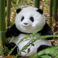 Chongker Weighted Stuffed Animals,4.6Lb Weighted,Realistic Handmade Stuffed Giant Panda Plush,Lifelike Panda Plush (Panda Sitting)