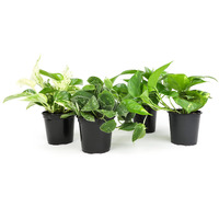 Live Pothos Plants (4Pk) Indoor Plants Live Houseplants, Pothos Live Plant House Plants, Money Plant Indoor Pothos Plant Decor, Devils Ivy Trailing Plants Live By Plants For Pets,Black