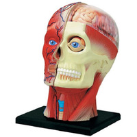 4D Vision Human Head Anatomy Model