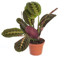 Hirt's Red Prayer Plant - Maranta - Easy To Grow House Plant - 4"" Pot