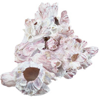 Barnacle Cluster Glued 7-9""