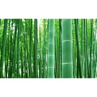 100+ Giant Timber Bamboo Seeds For Planting | Exotic And Fast Growing | Ships From Iowa, Usa | Landscaping, Privacy, Indoor Or Outdoor (Giant Bamboo)