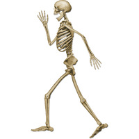 Profile Pete Jointed Skeleton