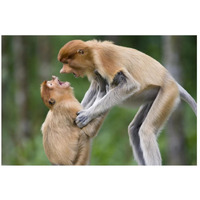 Proboscis Monkey juveniles playing, Sabah, Malaysia-Paper Art-26"x18"