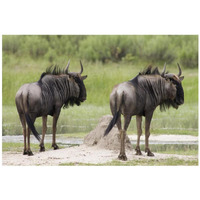 Blue Wildebeest pair, Okavango Delta, Botswana-Paper Art-32"x22"